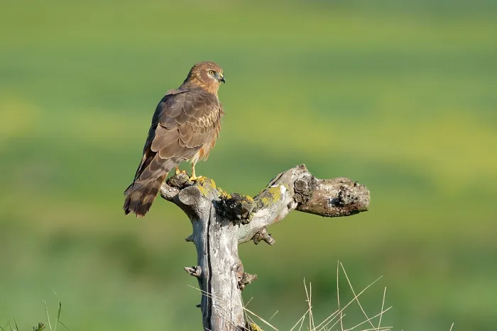 Framed Print : Montagu's harrier (Circus pygargus) female, perched on tree stump, La Rioja, Spain. May Framed Print : Montagu's harrier (Circus pygargus) female, perched on tree stump, La Rioja, Spain. May