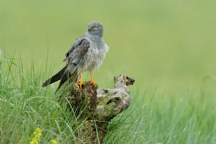 Framed Print : Montagu's harrier (Circus pygargus) male, perched on tree stump, La Rioja, Spain. June Framed Print : Montagu's harrier (Circus pygargus) male, perched on tree stump, La Rioja, Spain. June