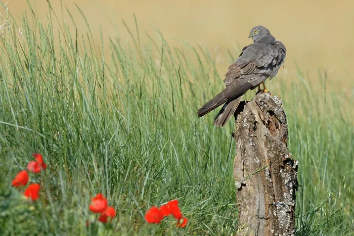 Framed Print : Montagu's harrier (Circus pygargus) male, perched on tree stump, La Rioja, Spain. June Framed Print : Montagu's harrier (Circus pygargus) male, perched on tree stump, La Rioja, Spain. June