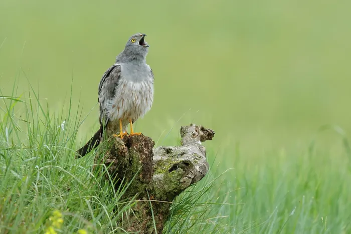 Framed Print : Montagu's harrier (Circus pygargus) male, perched on tree stump, calling, La Rioja, Spain. June Framed Print : Montagu's harrier (Circus pygargus) male, perched on tree stump, calling, La Rioja, Spain. June