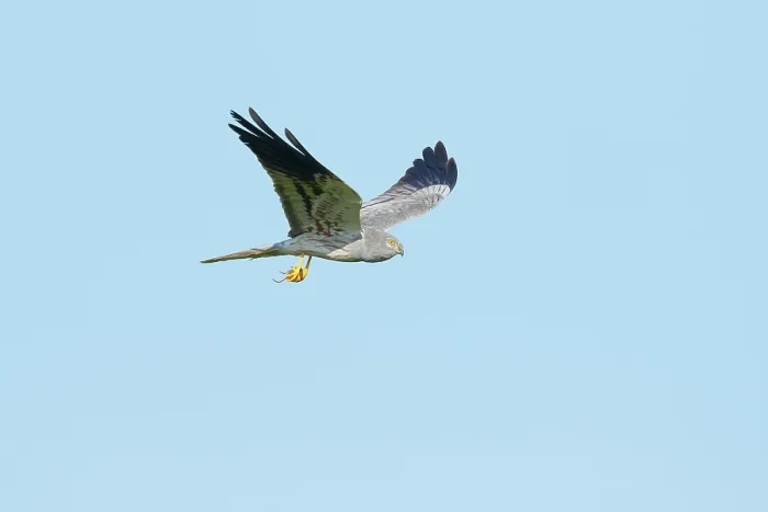 Framed Print : Montagu's harrier (Circus pygargus) male, in flight carrying mouse prey to feed chicks, La Rioja, Spain. May Framed Print : Montagu's harrier (Circus pygargus) male, in flight carrying mouse prey to feed chicks, La Rioja, Spain. May