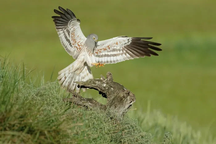 Framed Print : Montagu's harrier (Circus pygargus) male, landing on a tree stump, La Rioja, Spain. May Framed Print : Montagu's harrier (Circus pygargus) male, landing on a tree stump, La Rioja, Spain. May