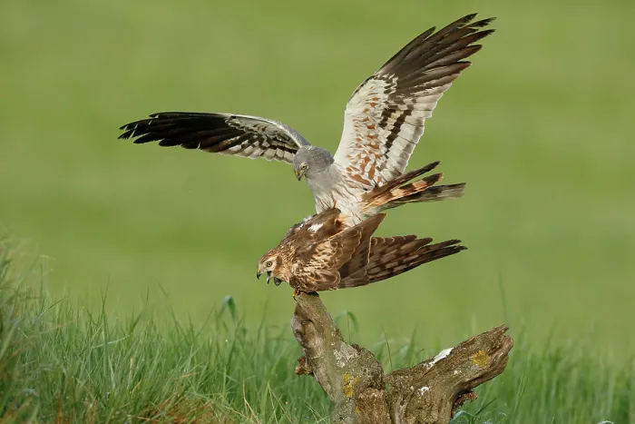 Framed Print : Montagu's harriers (Circus pygargus) pair mating, La Rioja, Spain. May Framed Print : Montagu's harriers (Circus pygargus) pair mating, La Rioja, Spain. May