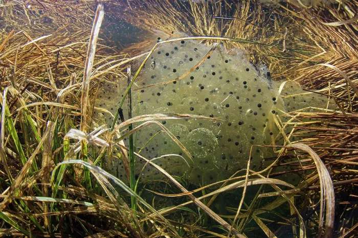 Framed Print : Montane frog (Rana temporaria) frogspawn in shallow vernal pool, Beigua Geopark, Genova, Italy