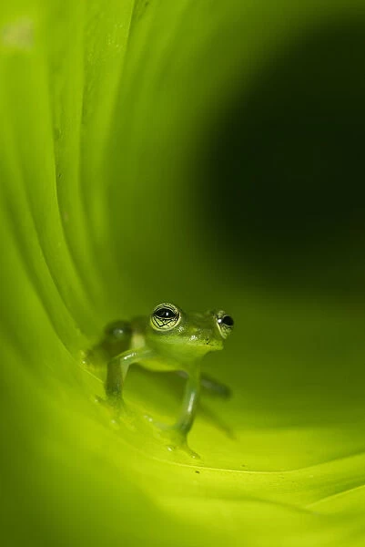 Montane Glass Frog (Centrolenella ilex) inside curled leaf. Mid-altitude rainforest