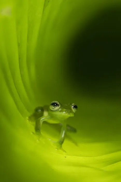 Framed Print : Montane Glass Frog (Centrolenella ilex) inside curled leaf. Mid-altitude rainforest Framed Print : Montane Glass Frog (Centrolenella ilex) inside curled leaf. Mid-altitude rainforest