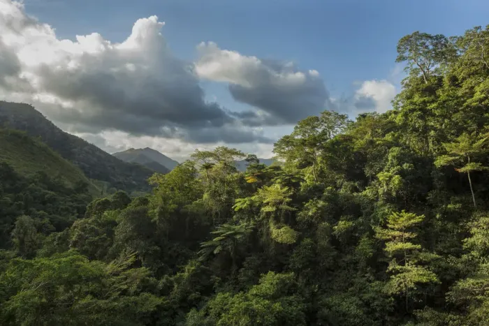 Framed Print : Montane rainforest, Hienghene, New Caledonia Framed Print : Montane rainforest, Hienghene, New Caledonia