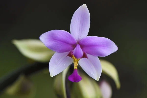 Montane rainforest orchid, near FakFak, Mainland New Guinea, Western Papua, Indonesian New Guinea