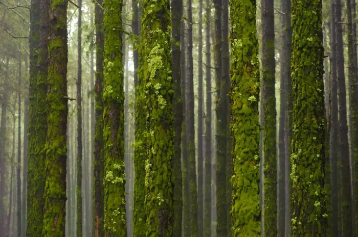 Framed Print : Montery pine (Pinus radiata) forest, with trunks covered with moss and lichen, Corona Framed Print : Montery pine (Pinus radiata) forest, with trunks covered with moss and lichen, Corona