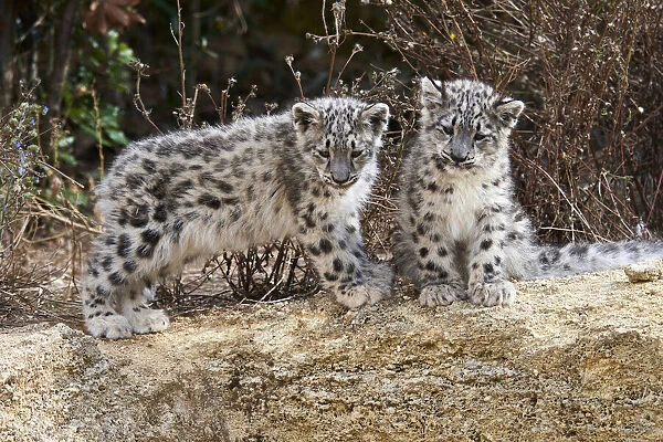 Two three month Snow leopard (Panthera uncia) cubs siting observing