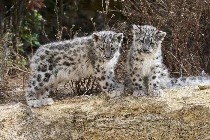Framed Print : Two three month Snow leopard (Panthera uncia) cubs siting observing