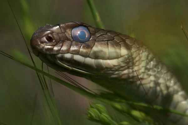 Montpellier snake (Malpolon monspessulanus) shortly before shedding its skin, The Peloponnese