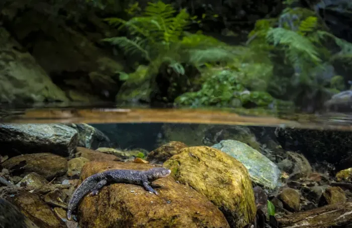 Framed Print : Montseny brook newt (Calotriton arnoldi), controlled conditions Framed Print : Montseny brook newt (Calotriton arnoldi), controlled conditions