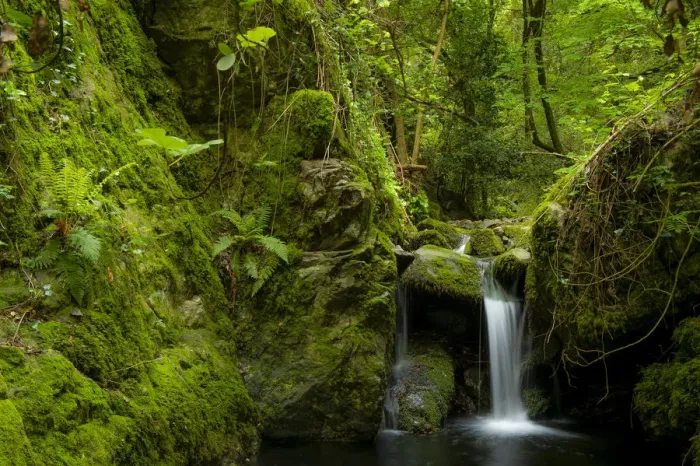 Framed Print : Montseny brook newt (Calotriton arnoldi) habitat, Montseny Natural Park, Barcelona, Spain Framed Print : Montseny brook newt (Calotriton arnoldi) habitat, Montseny Natural Park, Barcelona, Spain
