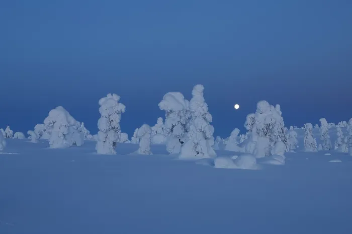 Framed Print : Full moon over frozen, snow-covered trees, Riisitunturi National Park, Finland. January, 2024 Framed Print : Full moon over frozen, snow-covered trees, Riisitunturi National Park, Finland. January, 2024