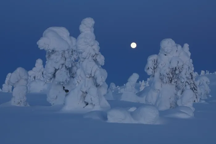 Framed Print : Full moon over frozen, snow-covered trees, Riisitunturi National Park, Finland. January, 2024 Framed Print : Full moon over frozen, snow-covered trees, Riisitunturi National Park, Finland. January, 2024