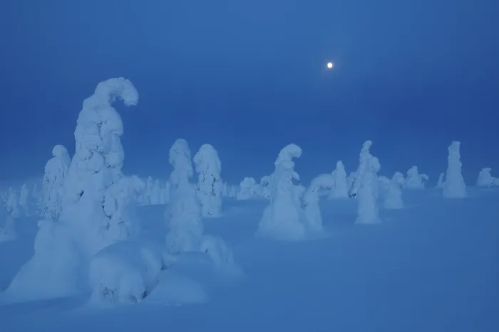 Framed Print : Full moon over frozen, snow-covered trees, Riisitunturi National Park, Finland. January, 2024 Framed Print : Full moon over frozen, snow-covered trees, Riisitunturi National Park, Finland. January, 2024