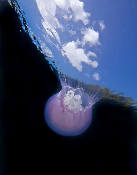 Moon jellyfish (Aurelia labiata) viewed from below, Browning Pass, Queen Charlotte Strait