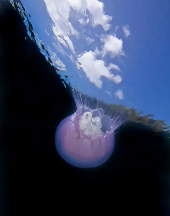 Framed Print : Moon jellyfish (Aurelia labiata) viewed from below, Browning Pass, Queen Charlotte Strait Framed Print : Moon jellyfish (Aurelia labiata) viewed from below, Browning Pass, Queen Charlotte Strait