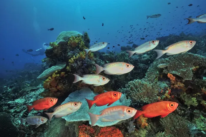 Framed Print : Moontail bullseye (Priacanthus hamrur) shoal over coral reef. Flores Sea, Indonesia Framed Print : Moontail bullseye (Priacanthus hamrur) shoal over coral reef. Flores Sea, Indonesia