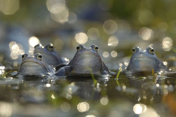 Moor frog (Rana arvalis) group of males in water, Germany