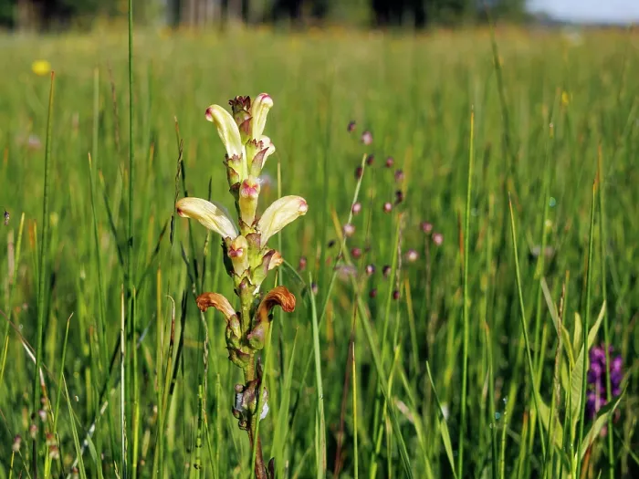 Framed Print : Moor-king (Pedicularis sceptum-carolinum) in flower in grassland, Upper Bavaria, Germany. June Framed Print : Moor-king (Pedicularis sceptum-carolinum) in flower in grassland, Upper Bavaria, Germany. June