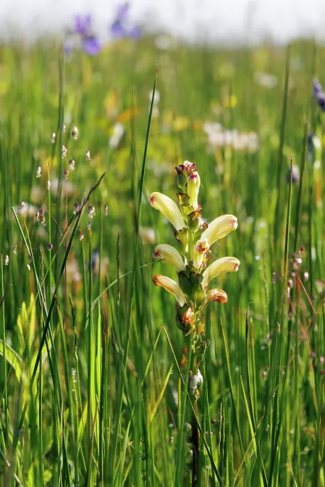 Framed Print : Moor-king (Pedicularis sceptum-carolinum) in flower in grassland, Upper Bavaria, Germany. June Framed Print : Moor-king (Pedicularis sceptum-carolinum) in flower in grassland, Upper Bavaria, Germany. June
