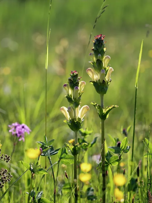 Framed Print : Moor-king (Pedicularis sceptum-carolinum) in flower in grassland, Upper Bavaria, Germany. June Framed Print : Moor-king (Pedicularis sceptum-carolinum) in flower in grassland, Upper Bavaria, Germany. June