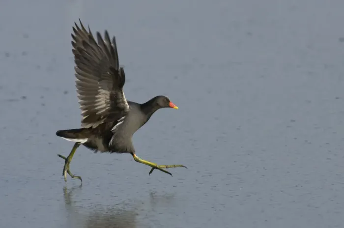 Framed Print : Moorhen (Gallinula chloropus) running on a frozen lagoon, Brownsea Island, Dorset