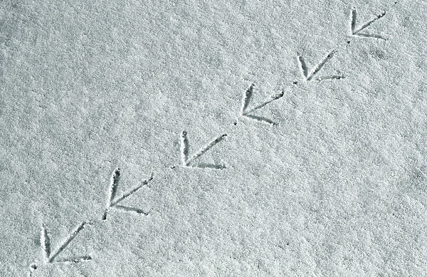 Moorhen {Gallinula chloropus} tracks in snow, UK