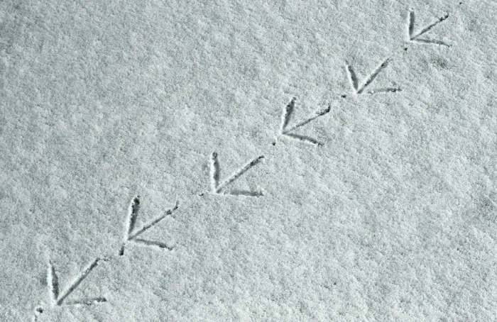 Framed Print : Moorhen {Gallinula chloropus} tracks in snow, UK Framed Print : Moorhen {Gallinula chloropus} tracks in snow, UK