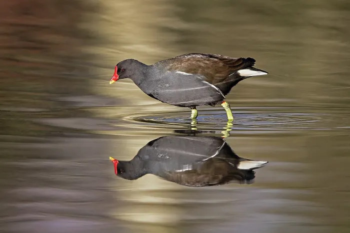 Framed Print : Moorhen (Gallinula chloropus) walking through shallow water, Slimbridge, Gloucestershire, England, UK. January Framed Print : Moorhen (Gallinula chloropus) walking through shallow water, Slimbridge, Gloucestershire, England, UK. January