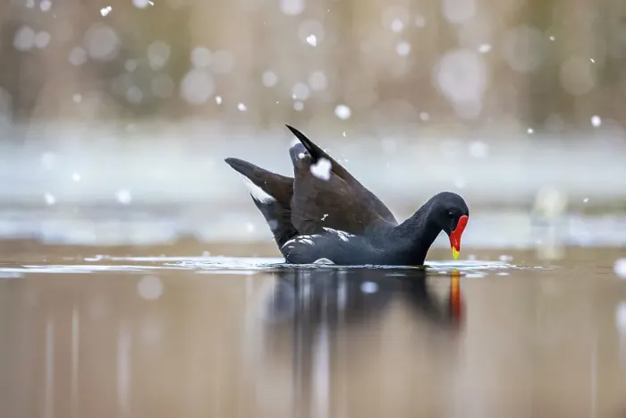 Framed Print : Moorhen (Gallinula chloropus) on water in falling snow, near Bourne, Lincolnshire, England, UK. March Framed Print : Moorhen (Gallinula chloropus) on water in falling snow, near Bourne, Lincolnshire, England, UK. March