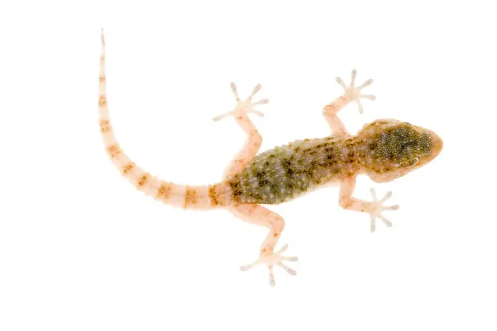 Framed Print : Moorish gecko {Tarentola mauritanica} juvenile, Spain. WWE BOOK. WWE OUTDOOR EXHIBITION Framed Print : Moorish gecko {Tarentola mauritanica} juvenile, Spain. WWE BOOK. WWE OUTDOOR EXHIBITION