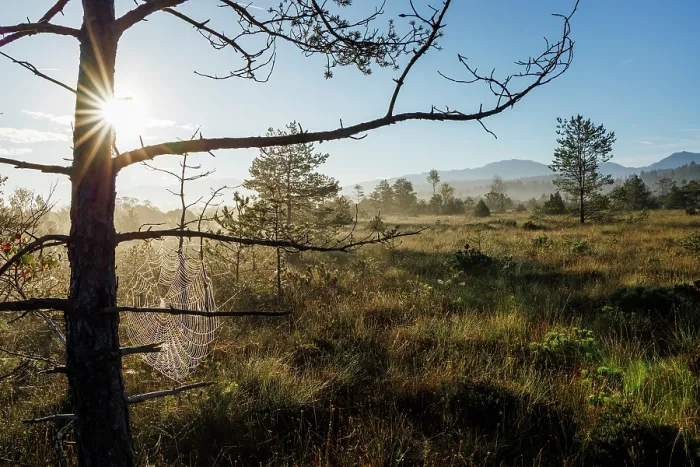 Framed Print : Moorland in autumn sunlight, Upper Bavaria, Germany. September, 2023 Framed Print : Moorland in autumn sunlight, Upper Bavaria, Germany. September, 2023