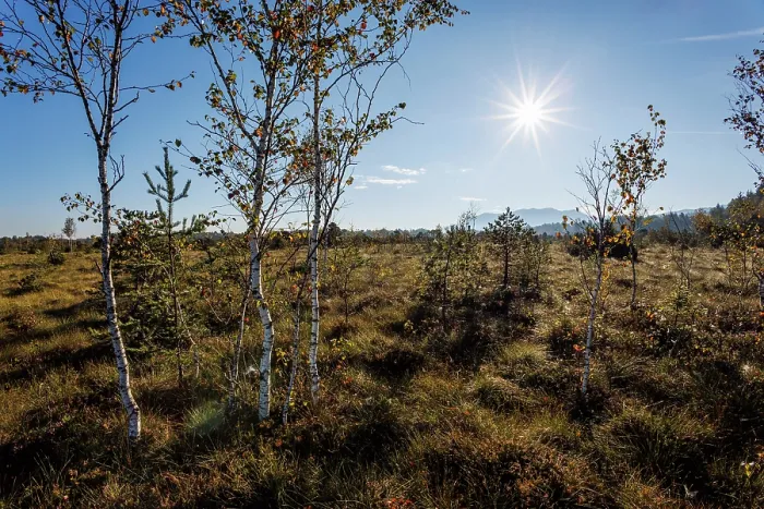 Framed Print : Moorland with Birch Trees (Betula pubescens) in morning sun, Upper Bavaria, Germany. September Framed Print : Moorland with Birch Trees (Betula pubescens) in morning sun, Upper Bavaria, Germany. September