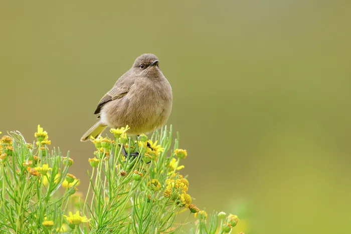 Framed Print : Moorland chat (Cercomela sordida) perched on small shrub with yellow flowers, Guassa Community Conservation Area, Ethiopia Framed Print : Moorland chat (Cercomela sordida) perched on small shrub with yellow flowers, Guassa Community Conservation Area, Ethiopia