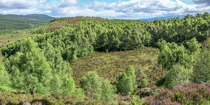 Framed Print : Moorland and old birch forest with Silver birch (Betula pendula) trees, Craigellachie National Nature Reserve, Cairngorm National Park, Scotland, UK. July Framed Print : Moorland and old birch forest with Silver birch (Betula pendula) trees, Craigellachie National Nature Reserve, Cairngorm National Park, Scotland, UK. July