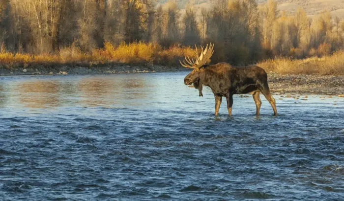 Framed Print : Moose (Alces alces) bull crossing mountain river at sunset, Grand Teton National Park Framed Print : Moose (Alces alces) bull crossing mountain river at sunset, Grand Teton National Park