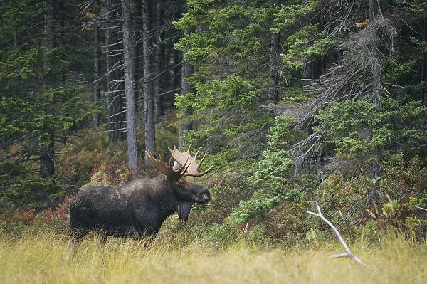 Moose (Alces alces) bull at the edge of the Great North Woods, Baxter State Park, Maine