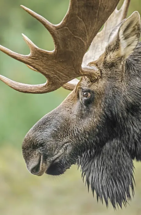 Framed Print : Moose (Alces alces) bull portrait, Baxter State Park, Maine, USA Framed Print : Moose (Alces alces) bull portrait, Baxter State Park, Maine, USA