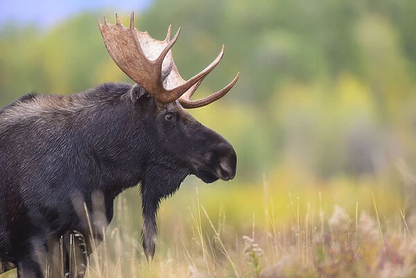 Moose (Alces alces) bull, portrait. Grand Teton National Park, Wyoming, USA. September