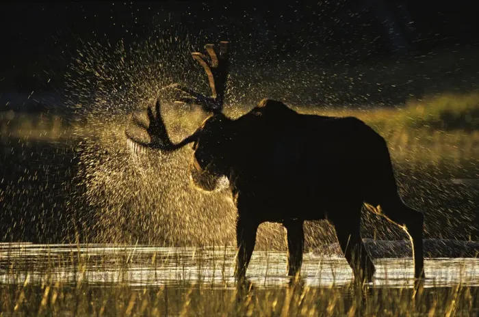 Framed Print : Moose (Alces alces) bull shaking off water at sunset, Great North Woods, Baxter State Park Framed Print : Moose (Alces alces) bull shaking off water at sunset, Great North Woods, Baxter State Park