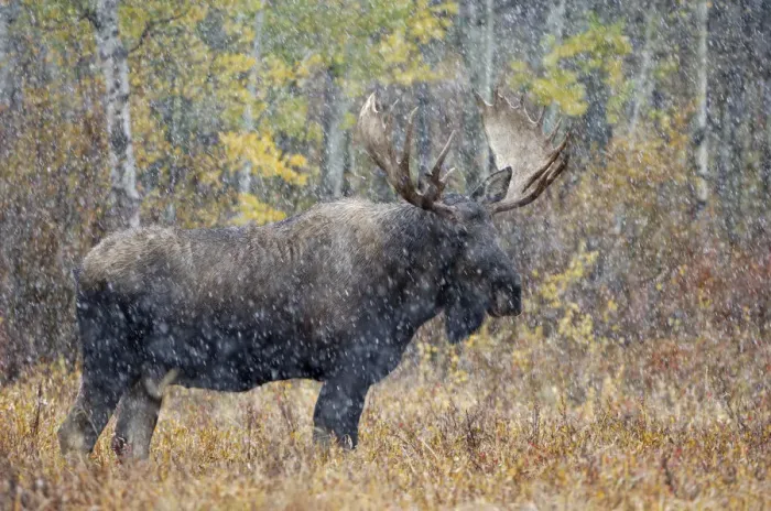 Framed Print : Moose (Alces alces) bull in snow storm with aspen trees in background, Grand Teton NP Framed Print : Moose (Alces alces) bull in snow storm with aspen trees in background, Grand Teton NP
