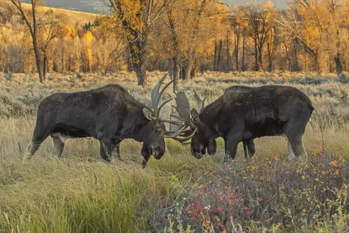 Framed Print : Moose (Alces alces) two bulls sparring in willow flat grasslands Framed Print : Moose (Alces alces) two bulls sparring in willow flat grasslands