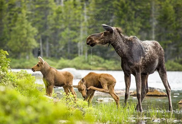 Moose (Alces alces) female with twin calves, Baxter State Park, Maine, USA, June