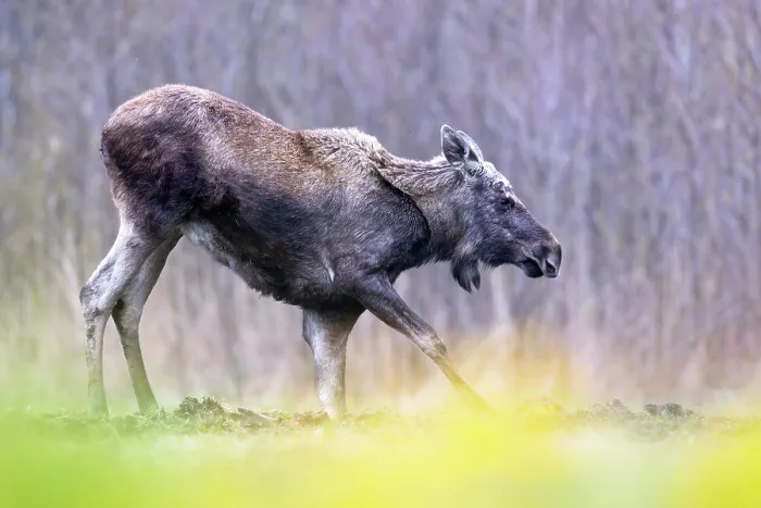 Framed Print : Moose (Alces alces) kneeling down on front legs, Biebrza National Park, Poland. April Framed Print : Moose (Alces alces) kneeling down on front legs, Biebrza National Park, Poland. April