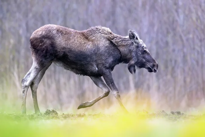 Framed Print : Moose (Alces alces) kneeling down on front legs, Biebrza National Park, Poland. April Framed Print : Moose (Alces alces) kneeling down on front legs, Biebrza National Park, Poland. April