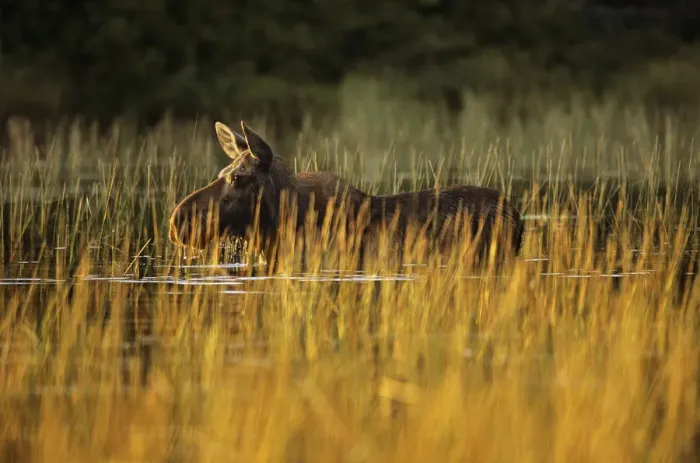 Framed Print : Moose (Alces alces) in pool of water at sunset, Baxter State Park, Maine, New England Framed Print : Moose (Alces alces) in pool of water at sunset, Baxter State Park, Maine, New England