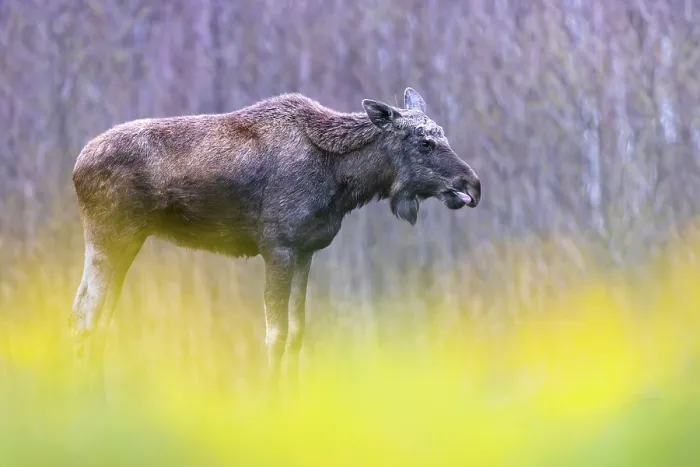 Framed Print : Moose (Alces alces) portrait, Biebrza National Park, Poland. April Framed Print : Moose (Alces alces) portrait, Biebrza National Park, Poland. April
